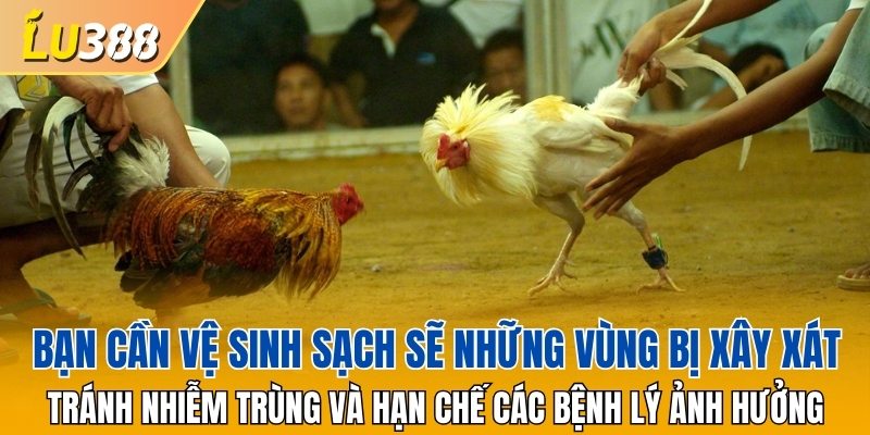 Bạn cần chăm sóc gà Shamo đúng cách
