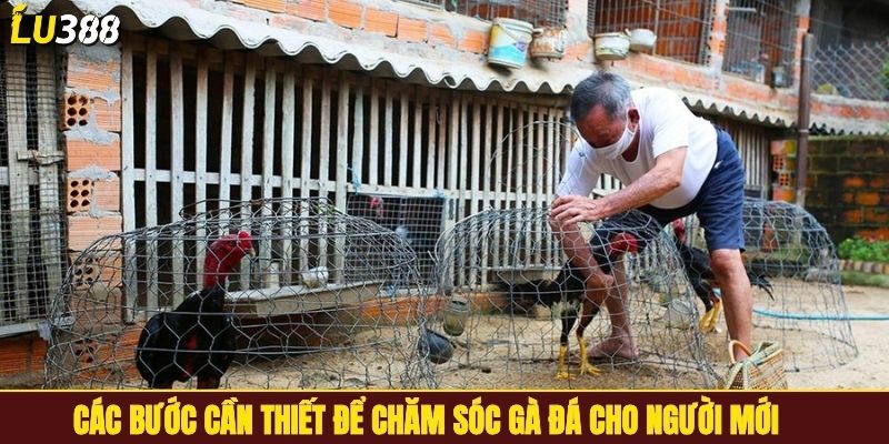 Các bước cần thiết để chăm sóc gà đá cho người mới