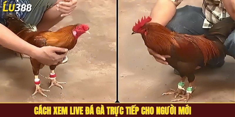 Cách xem live đá gà trực tiếp cho người mới