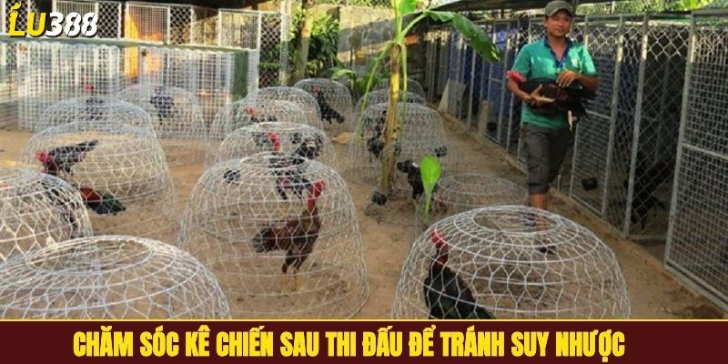 Chăm sóc kê chiến sau thi đấu để tránh suy nhược