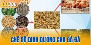 Chế Độ Dinh Dưỡng Cho Gà Đá - Nâng Cao Sức Khỏe