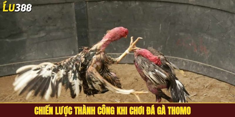 Chiến lược thành công khi chơi đá gà Thomo
