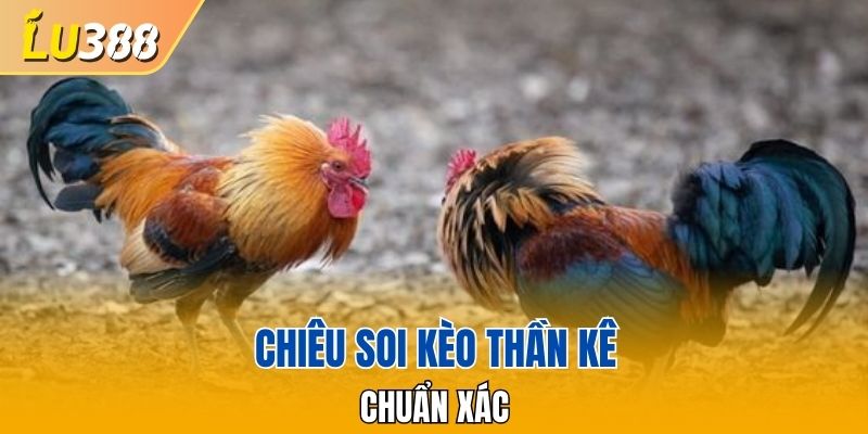Chiêu soi kèo thần kê chuẩn xác