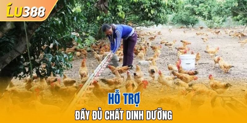 Cung cấp các chất đầy đủ
