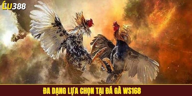 Đa dạng lựa chọn tại đá gà WS168