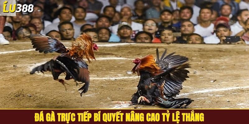 Đá gà trực tiếp bí quyết nâng cao tỷ lệ thắng