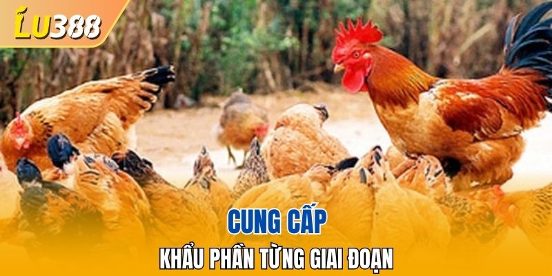 Đảm bảo chia khẩu phần theo giai đoạn