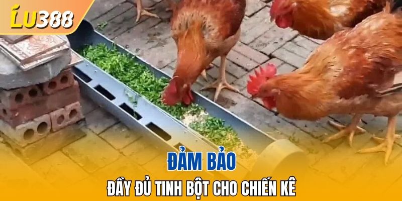 Đảm bảo tinh bột đầy đủ