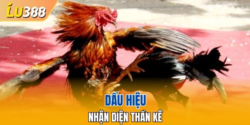 Dấu hiệu nhận diện thần kê