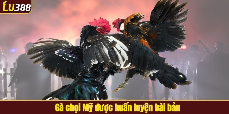 Gà chọi Mỹ được huấn luyện bài bản