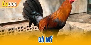 Gà Mỹ - Lựa Chọn Hàng Đầu Của Giới Đá Gà Chuyên Nghiệp