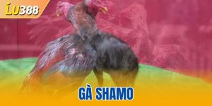 Gà Shamo - Chiến Kê Lỳ Lợm Bền Bỉ Khó Bị Hạ Gục Trong Trận