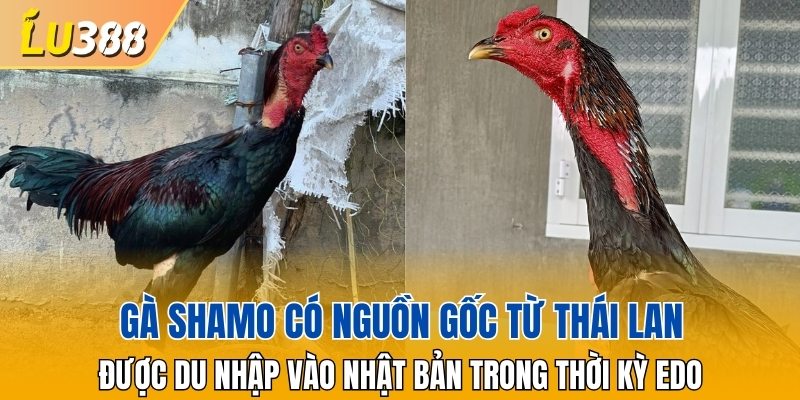 Gà Shamo có nguồn gốc từ Thái Lan