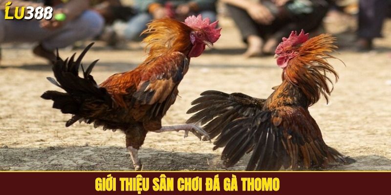 Giới thiệu sân chơi đá gà Thomo