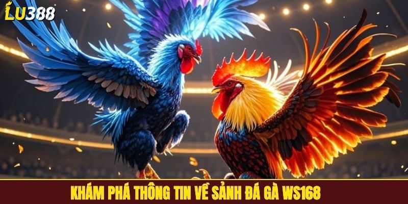 Khám phá thông tin về sảnh đá gà WS168