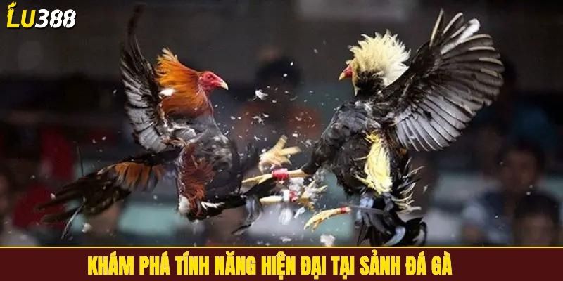 Khám phá tính năng hiện đại tại sảnh đá gà