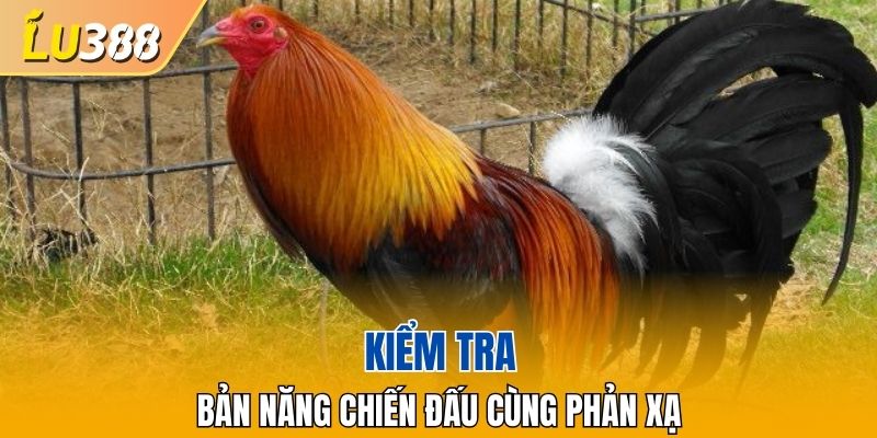 Kiểm tra bản năng chiến đấu cùng phản xạ