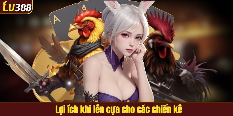 Lợi ích khi lên cựa cho chiến kê