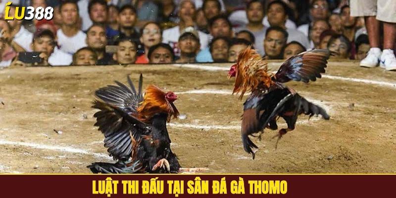 Luật thi đấu tại sân đá gà Thomo