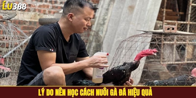Lý do nên học cách nuôi gà đá hiệu quả