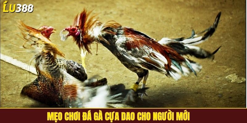 Mẹo chơi đá gà cựa dao cho người mới
