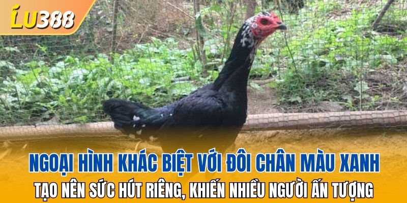 Ngoại hình khác biệt với đôi chân màu xanh