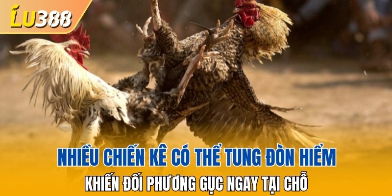 Nhiều chiến kê có thể tung đòn hiểm