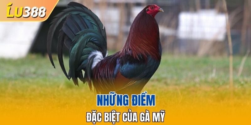 Những điểm đặc biệt của Gà Mỹ