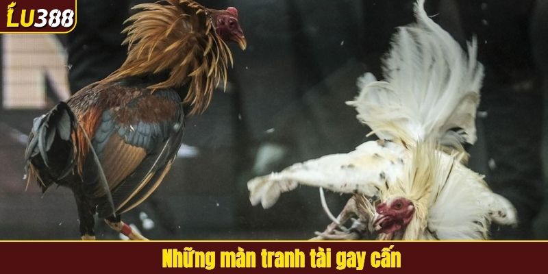 Những màn tranh tài gay cấn, hấp dẫn hàng đầu