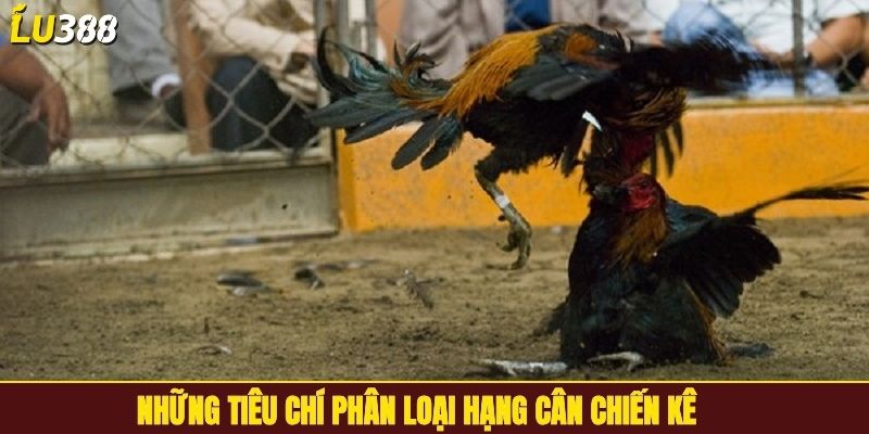Những tiêu chí phân loại hạng cân chiến kê