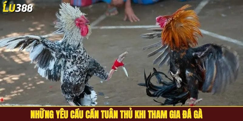 Những yêu cầu cần tuân thủ khi tham gia đá gà