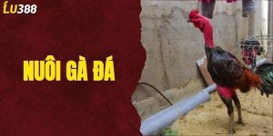 Nuôi Gà Đá - Khám Phá Kỹ Năng Cần Thiết Để Chăm Sóc Chiến Kê