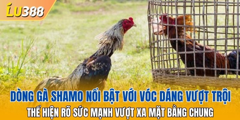 O-Shamo nổi bật với vóc dáng vượt trội