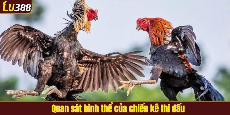Quan sát hình thể của chiến kê thi đấu
