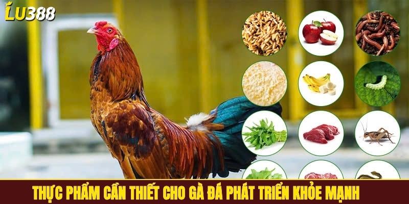 Thực phẩm cần thiết cho gà đá phát triển khỏe mạnh
