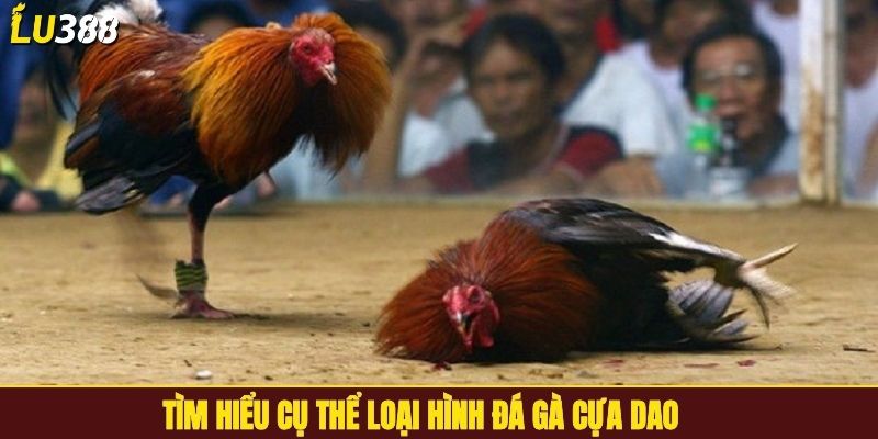 Tìm hiểu cụ thể loại hình đá gà cựa dao