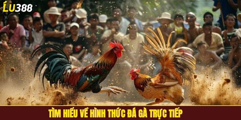 Tìm hiểu về hình thức đá gà trực tiếp