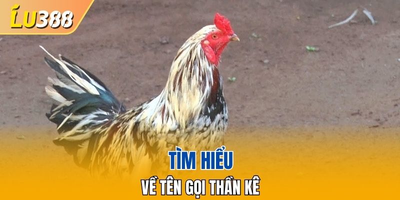 Tìm hiểu về tên gọi thần kê