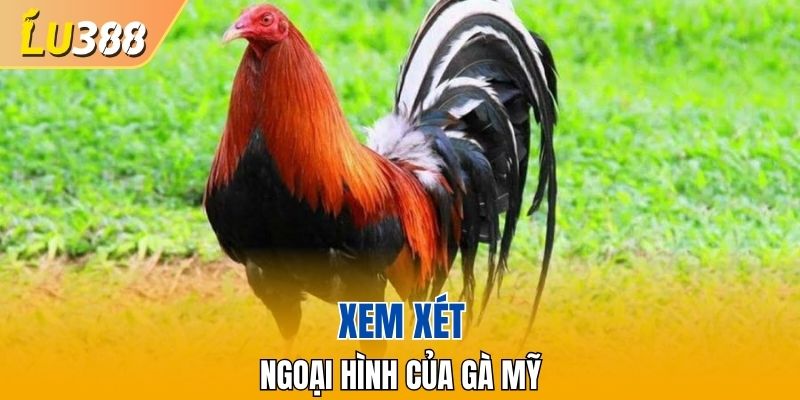 Xem xét ngoại hình của Gà Mỹ