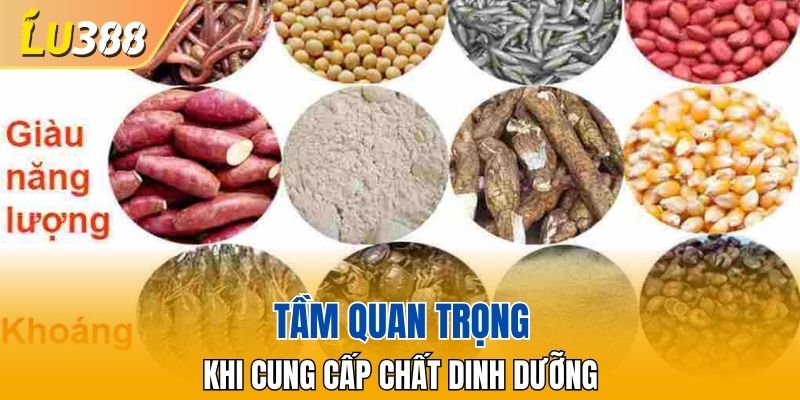 Ý nghĩa của chế độ dinh dưỡng