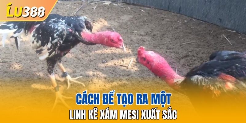 Cách để tạo ra một Linh kê Xám Mesi xuất sắc