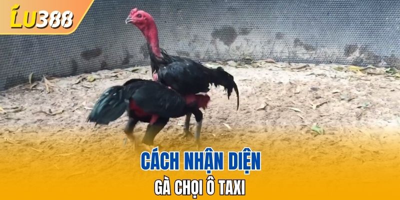 Cách nhận diện Gà chọi Ô Taxi
