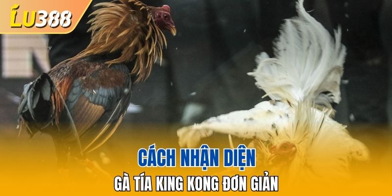 Cách nhận diện Gà Tía King Kong đơn giản