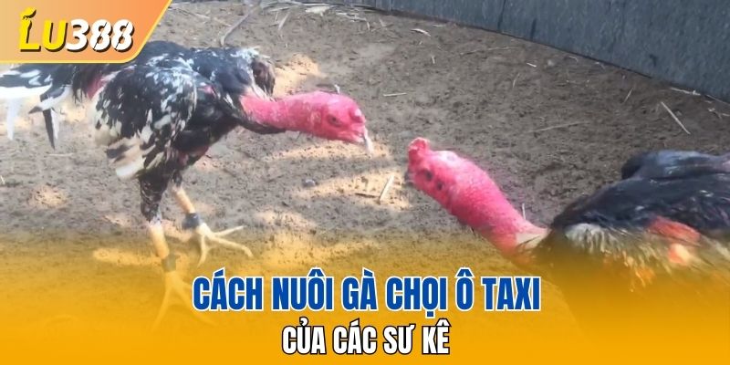 Cách nuôi Gà chọi Ô Taxi của các sư kê