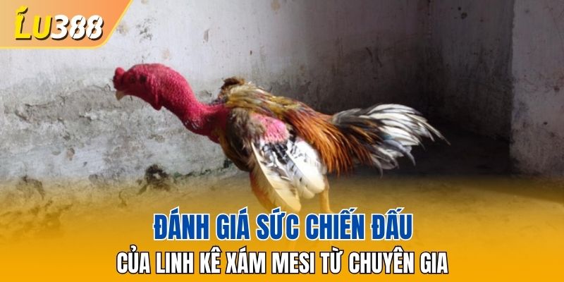 Đánh giá sức chiến đấu của Linh kê Xám Mesi từ chuyên gia