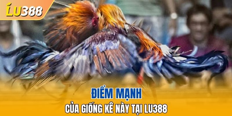 Điểm mạnh của giống kê này tại LU388