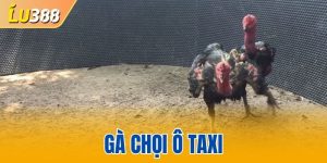 Gà Chọi Ô Taxi - Khí Chất Bất Bại Của Linh Kê Lừng Danh
