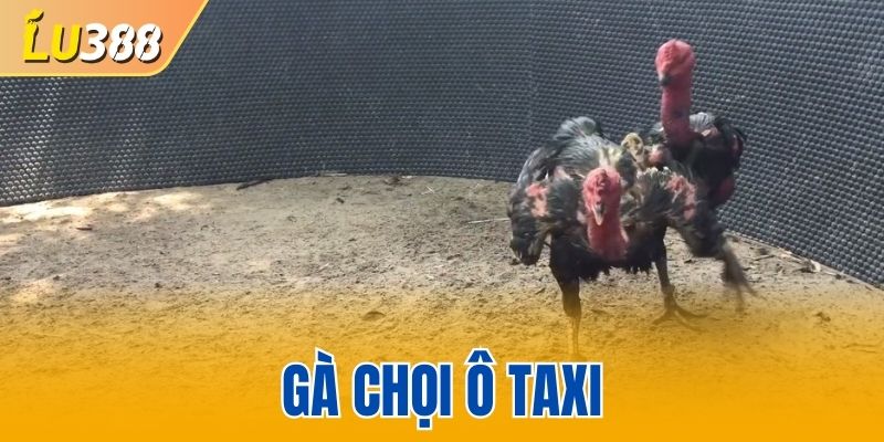 Gà Chọi Ô Taxi - Khí Chất Bất Bại Của Linh Kê Lừng Danh