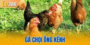 Gà Chọi Ông Kễnh - Tính Cách Bền Bỉ Với Lỗi Đá Tốt