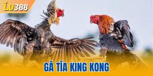 Gà Tía King Kong - Lối Thi Đấu Uy Lực, Bản Lĩnh Hấp Dẫn
